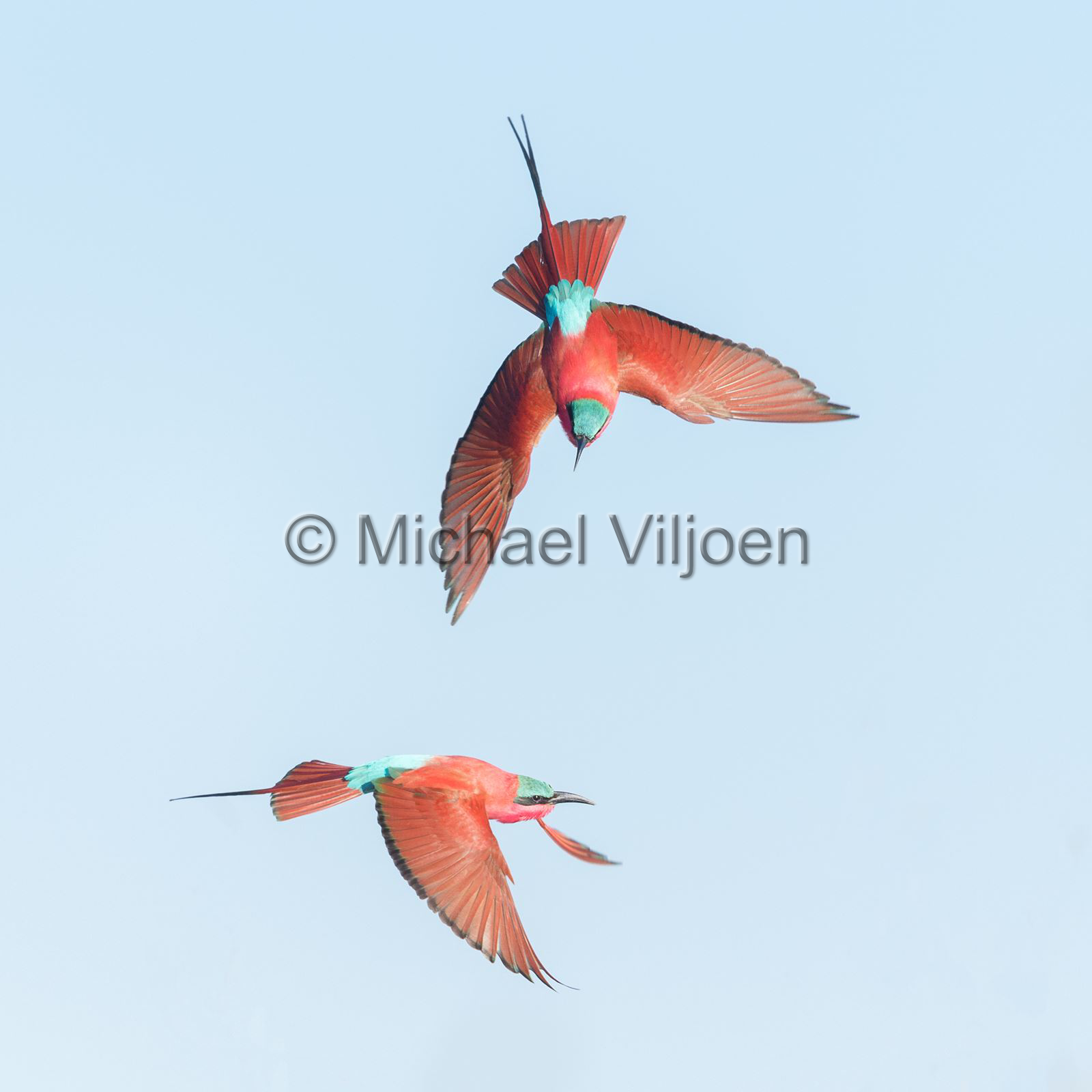 Bird Photography